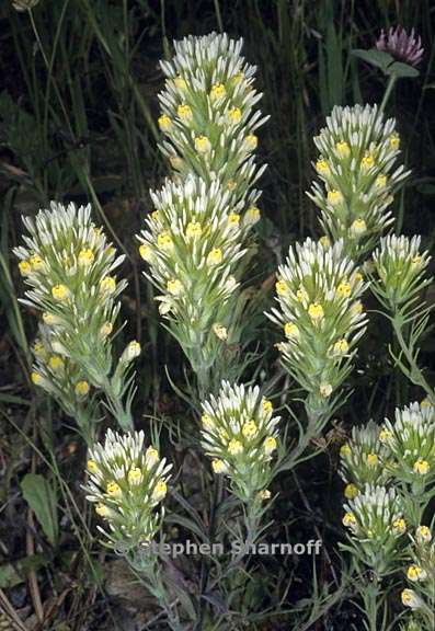 castilleja lineariloba 1 graphic